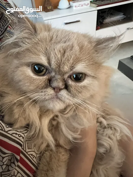 A High Breed Partial Peaky Faced Persian Kitten