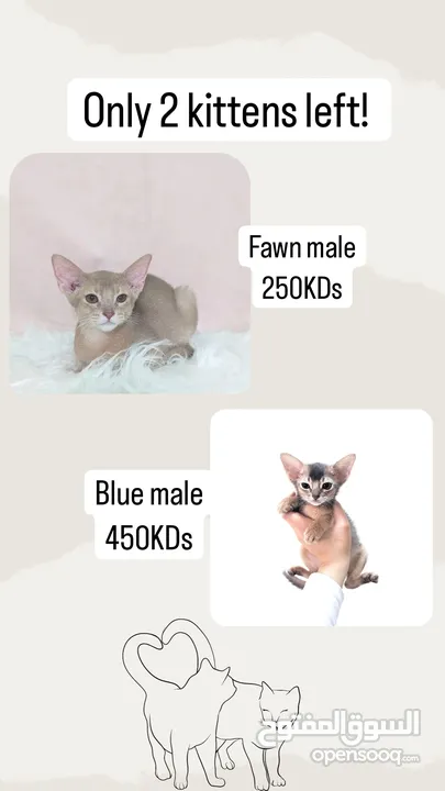 Pure Abyssinian kittens قطط حبشية بيور
