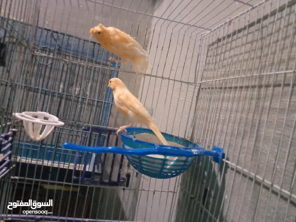 طحشت كنار بالصلاة على النبي صحة ونظافة كلهن من انتاجي الله يبارك لصاحب النصيب