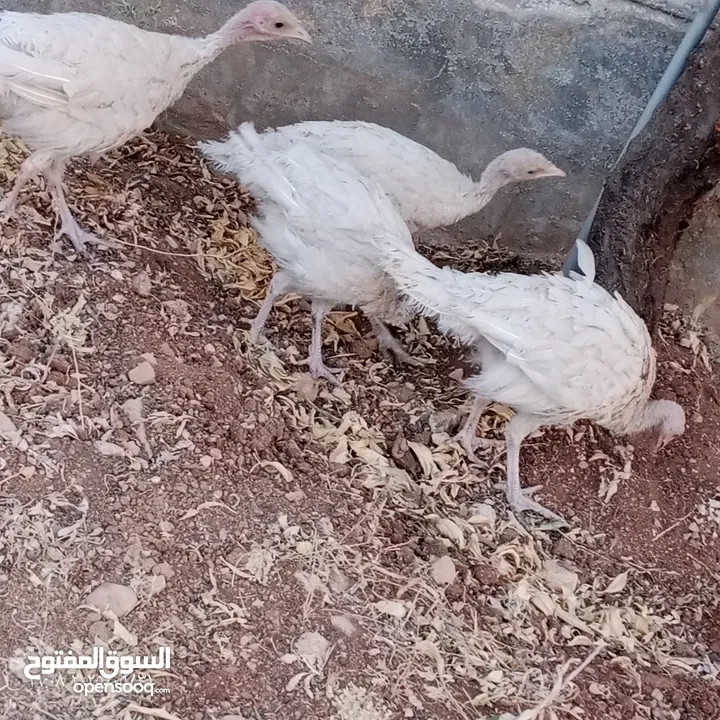 ارانب عدد 11 + حبش هولندي عدد 4