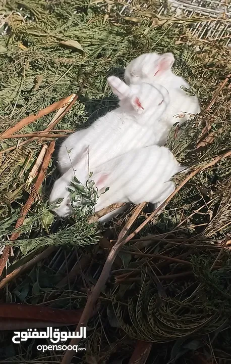 Rabbits For Sale