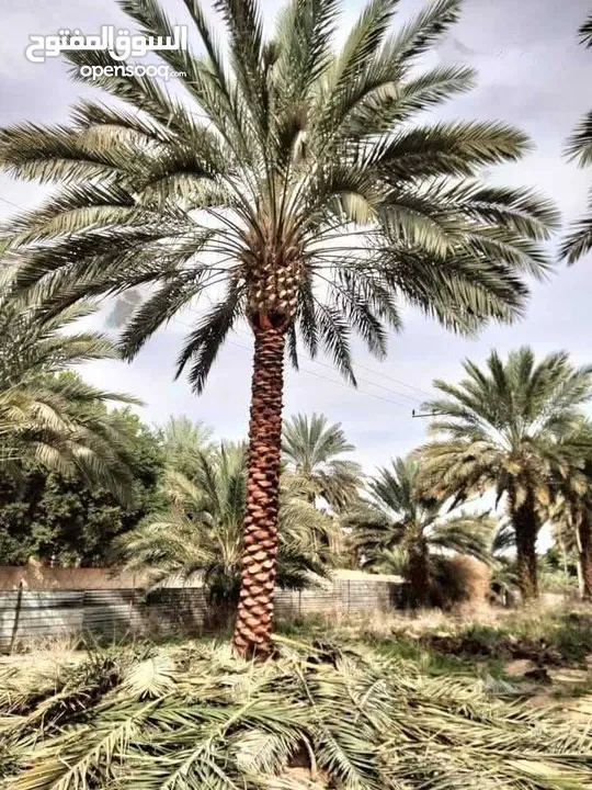 نخل مثمر جميع الارتفاعات