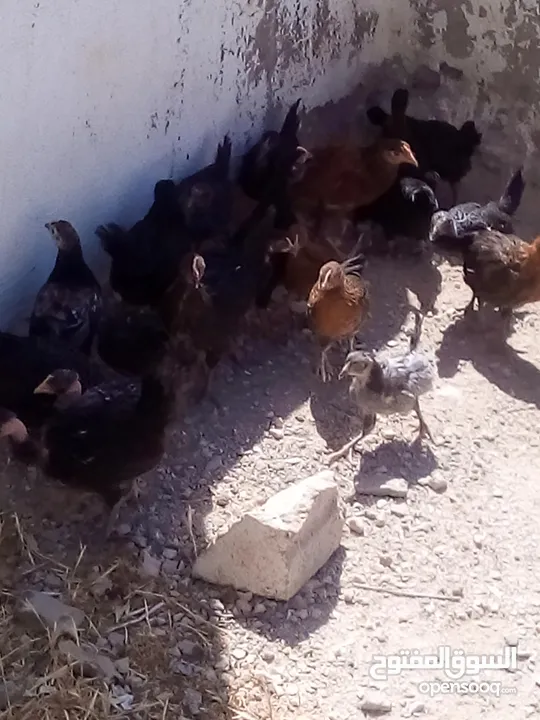 فراخ عمر شهرين الحبه على دينارين وربع
