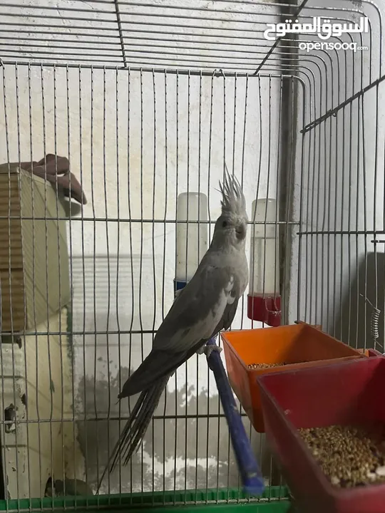 طيور كوكتيل