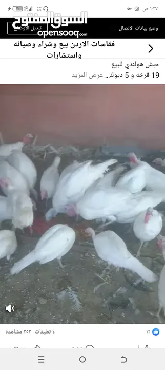 مطلوب حبش هولندي مطلوب حبش هولندي