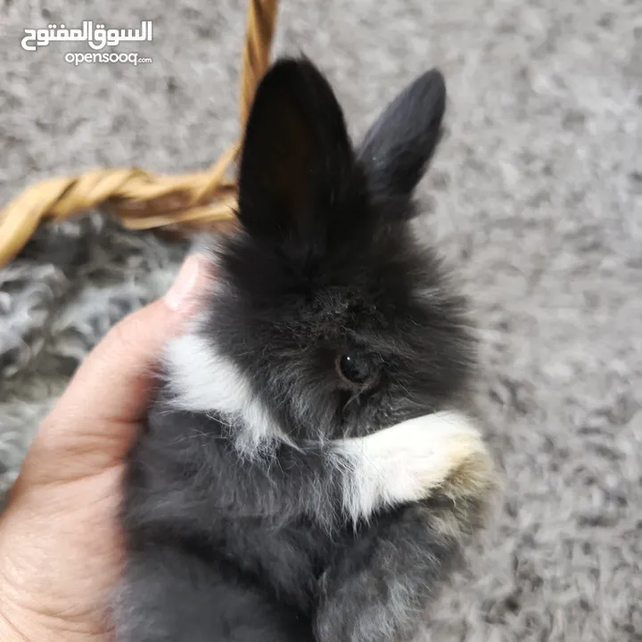 أرانب نوع تيدي بير وليون هيد