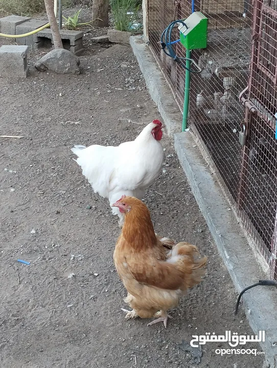 دجاج كوشن للبيع
