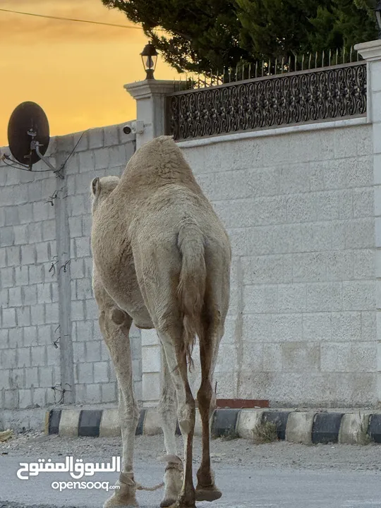 ناقه ضحيه طيبه قصا. وسعر حروق