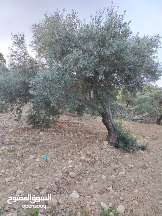 مزرعة زيتون ملوكية اطلالة ع الغرب و جبال فلسطين ع ثلاث شوراع قرب شارع الستين ثغرة السلطان