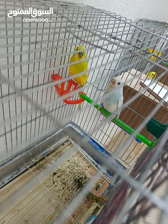 متاح 3 جواز حب عادي جاهزات  وجوز حب هوغو رومو ابيض عين حمرا مع فرخه عمر اسبوعين   داخل اربد بسعر مرت