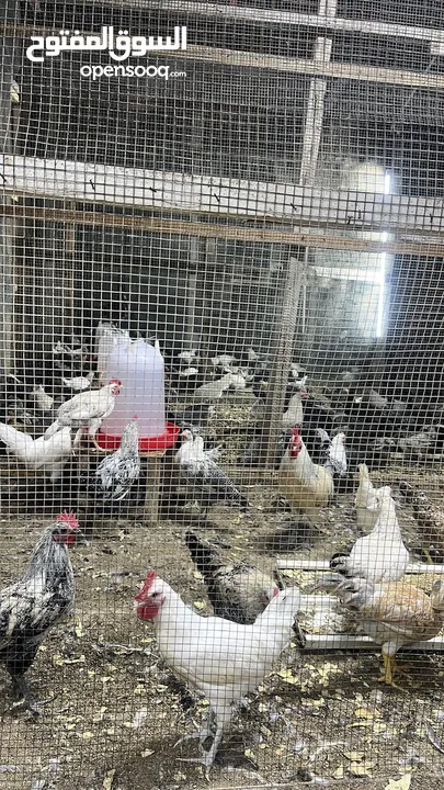 دجاج فيومي وفرنساوي وبحريني