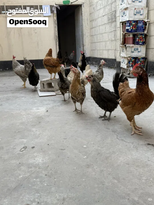 دجاج وديوك للبيع