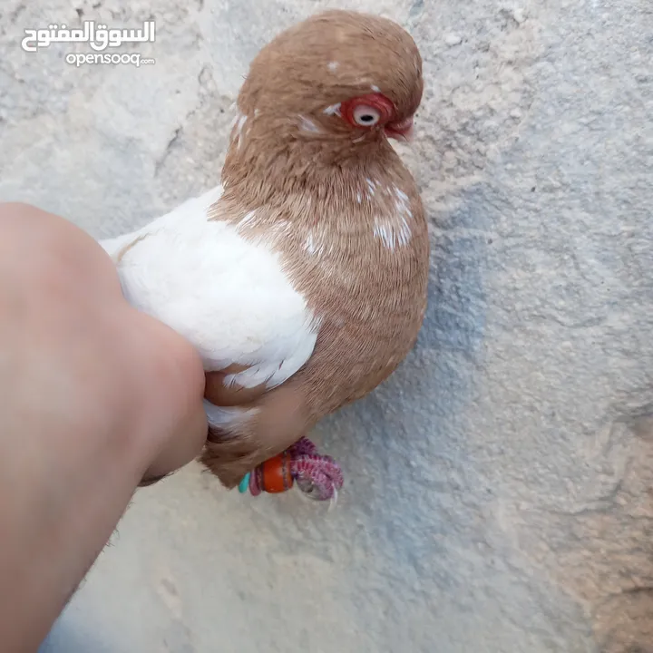 حمام للبيع