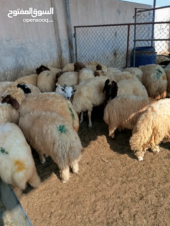 ذبيح للبيع طيبه سمان عزيمه ثلاجه خرفان طيبة هرفي جذع وتساب اتصال لتوصيل جميع مناطق قطر سوري بلدي