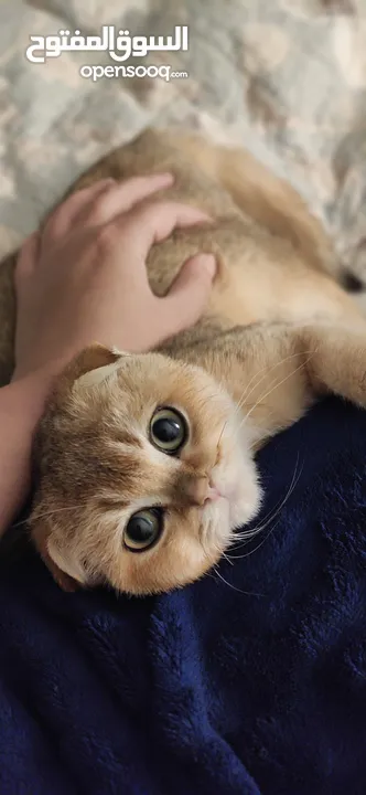 Scottish fold