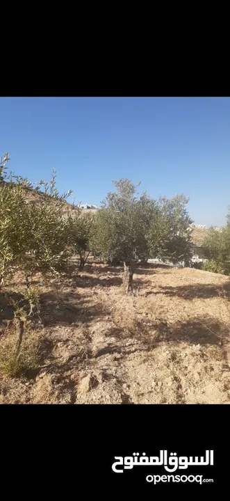 4 قطع اراضي للبيع في منطقة عين الباشا