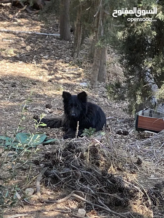 German shepherd show line  Royal black  Black tan  Sable brown