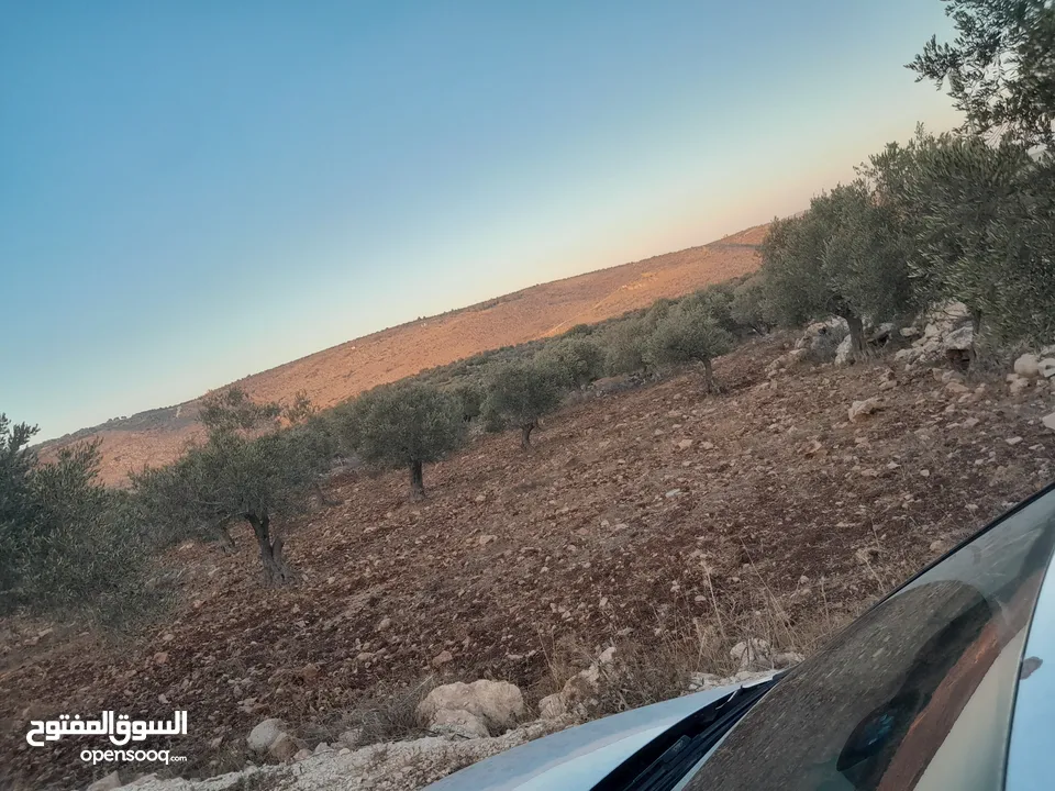 ارض اوصلها كل الخدمات صالحه للسكن