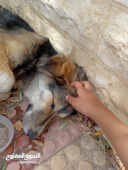 كلبة للبيع