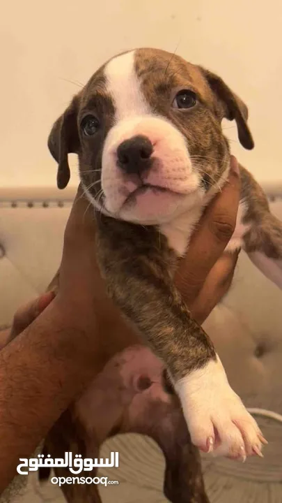 American Bully Puppies