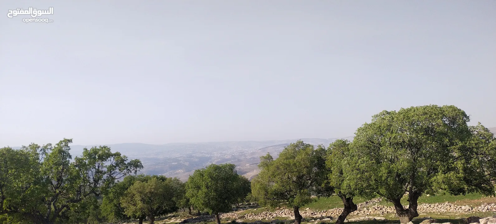 العالوك بيرين