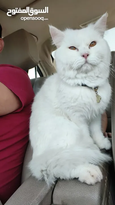 percian socialy kind withot voice persian cat