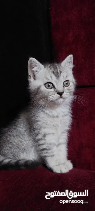 British Shorthair female