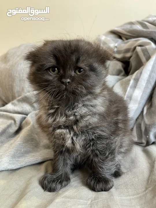 Scottish Fold Balck “male” Scottish Fold Exotic Long Hair Ash Black “Male”