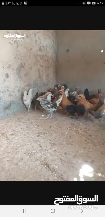 للبيع دجاج  عماني