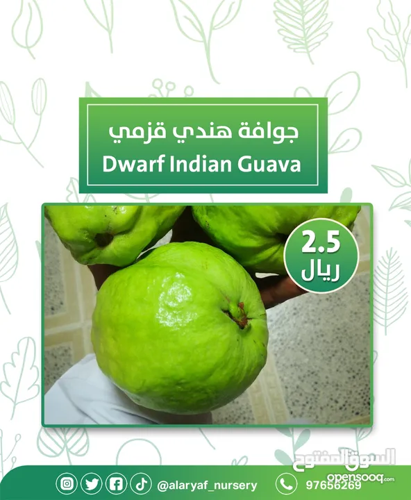 شتلات وأشجار الجوافة من مشتل الأرياف أسعار منافسة الأفضل في السوق  امرود کا درخت  guava