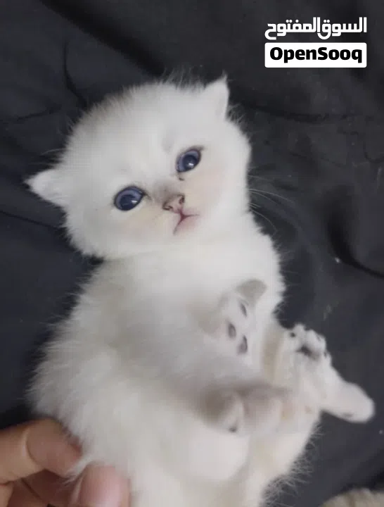 Pure Scottish/ بيور سكوتش