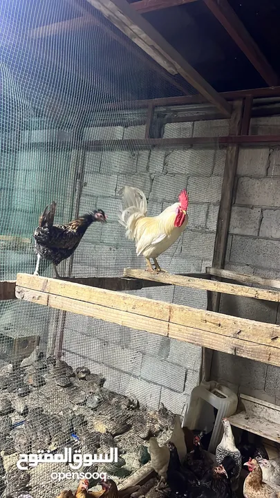 دجاج فيومي وفرنساوي وبحريني