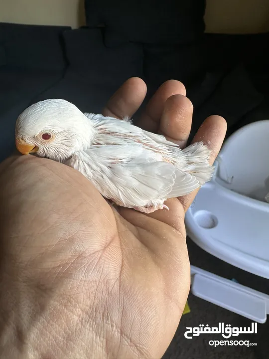 Albino chick red eye