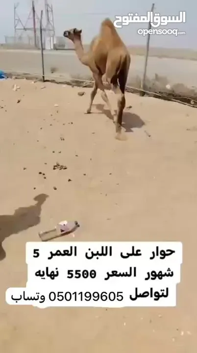 للبيع حوار على لبن سمين