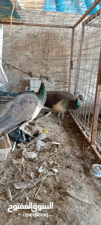 طاووس للبيع عمر سنتين