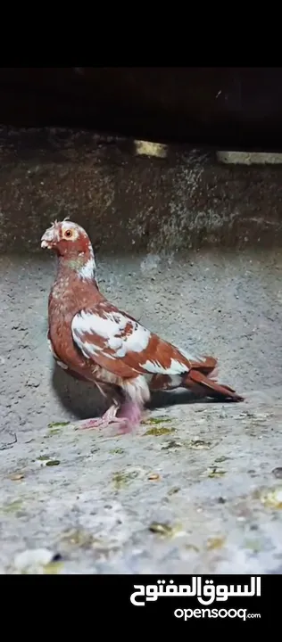 حمام للبيع فحول زق وجوز بواز