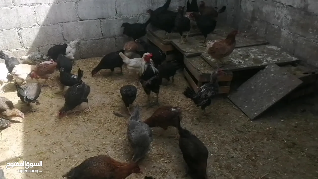بيض بلدي. مطاير طيور مينا اربد (كل اشي مكتوب بالإعلان)