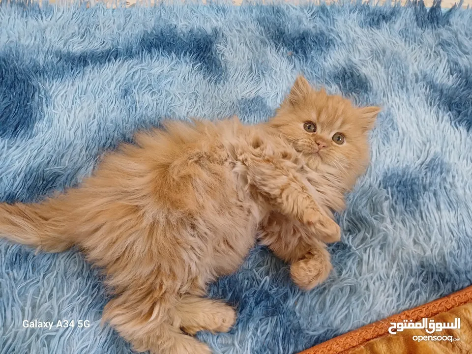 قطط مكس شانشيلا وهمالايا