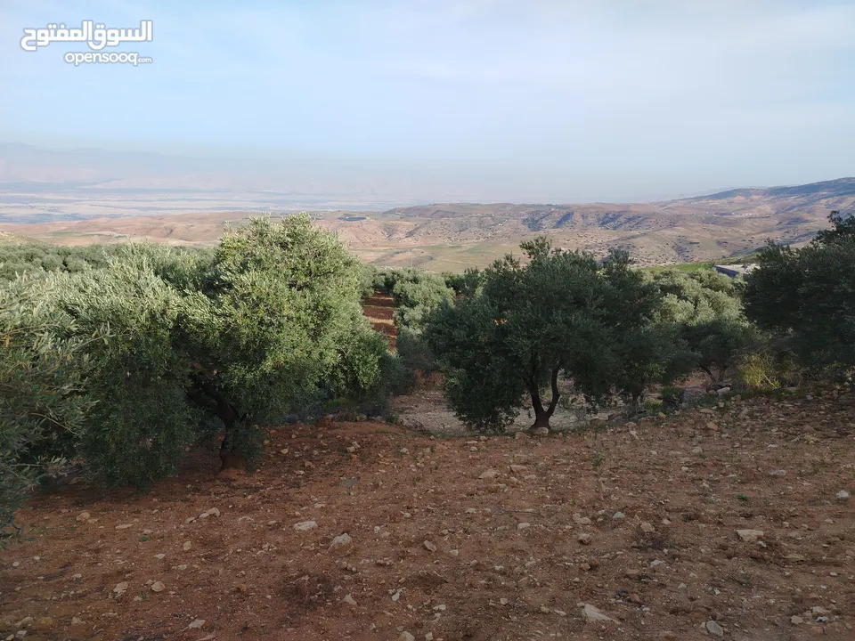 مزرعة زيتون ملوكية اطلالة ع الغرب و جبال فلسطين ع ثلاث شوراع قرب شارع الستين ثغرة السلطان