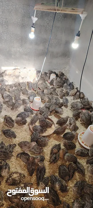 فر سوبر جامبو عمر 38 يوم سعر الجوز 1.5