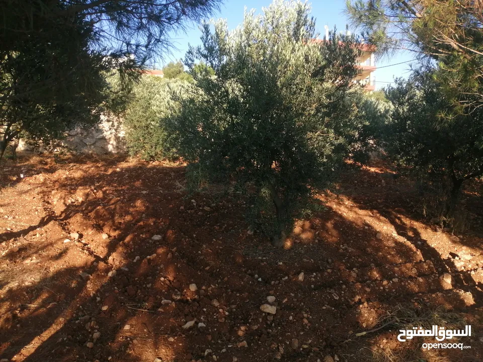 مزرعة زيتون اطلالة غربية كاملة المغاريب