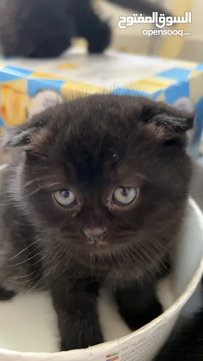 British & Scottish fold kittens