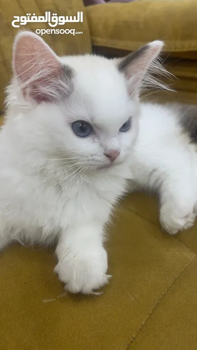 قطه انثى رغدول بيور دم صافي