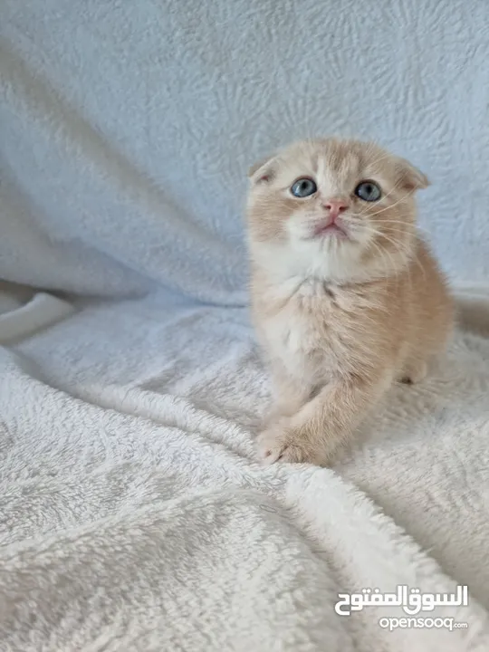 Ragdoll, Scottish, British and persian kittens