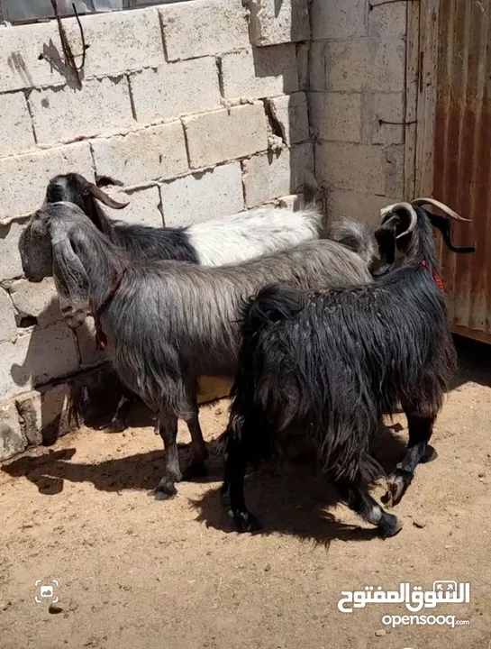 عقائق ذبائح نذر بلدي لحم و سن نظيف للبيع