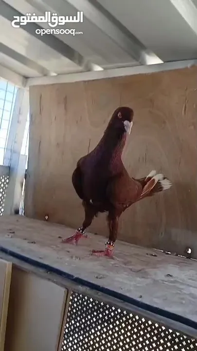 شكلي احمر طير زق
