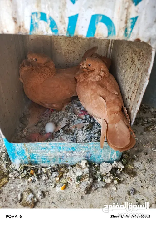 جواز للبيع كوم أو قطع