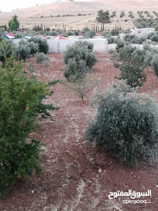 مزرعه للبيع من الملك مباشره