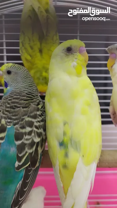 Ready to egg adult Budgies