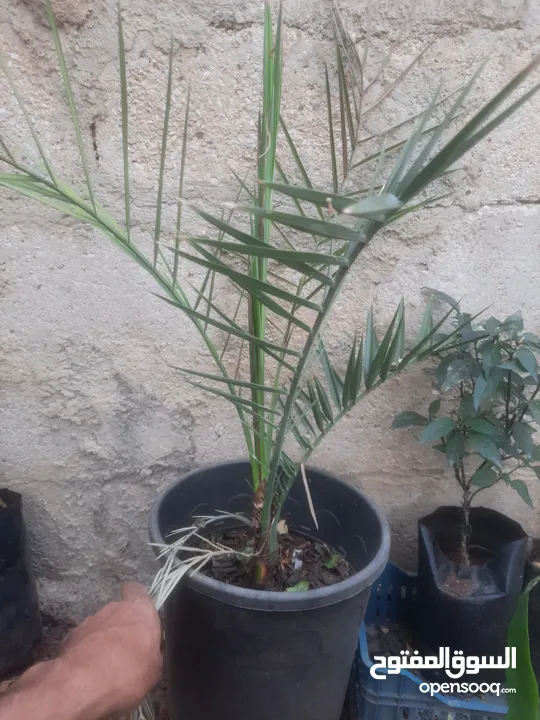 اشجار زينه ومثمر